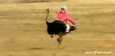 01 Avestruces Animales Humor - Fun 