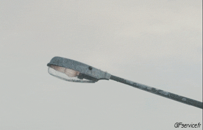 Gabbiani Uccelli Animali Umorismo -  Fun 