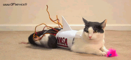 03 Cats Animals Humor -  Fun 