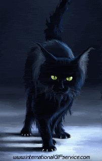 01 Gatos Animales Humor - Fun 