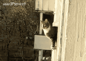 02 Gatos Animales Humor - Fun 