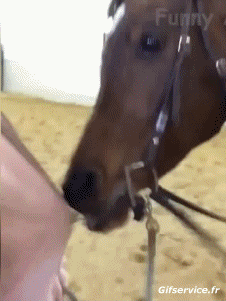 Serie 01 Chevaux Animaux Humour - Fun 