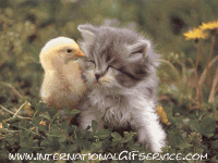 01 Cats Animals Humor -  Fun 