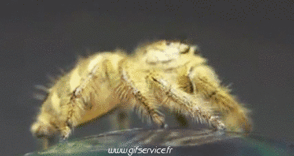 01 Insekten Tiere Humor -  Fun 