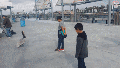 Pelikane Geflügel Tiere Humor -  Fun 