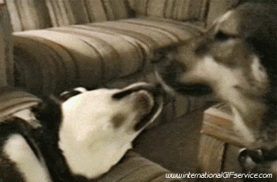 01 Perros Animales Humor - Fun 