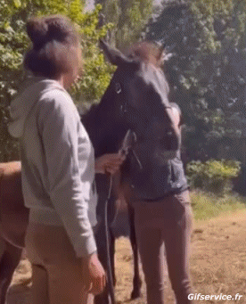 Serie 02 Caballos Animales Humor - Fun 