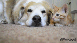 04 Cats Animals Humor -  Fun 