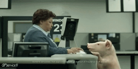 01 Pigs - Bushpigs Animals Humor -  Fun 