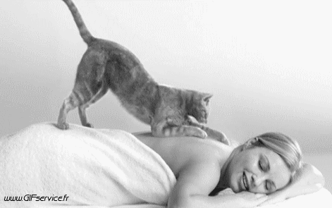 Serie 03 Chats Animaux Humour - Fun 