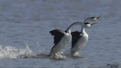 Various 02 Birds Animals Humor -  Fun 