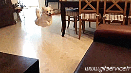 03 Perros Animales Humor - Fun 