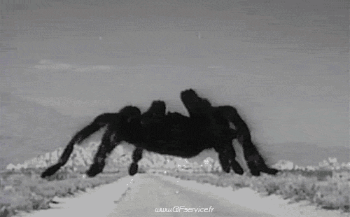 01 Insetti Animali Umorismo -  Fun 