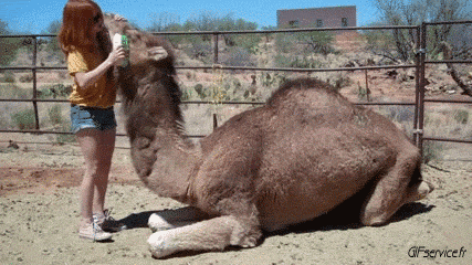 01 Camels Animals Humor -  Fun 