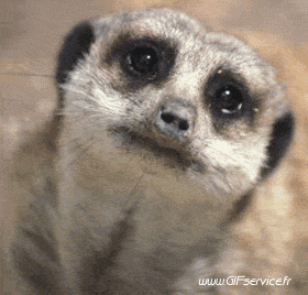 01 Suricat Animales Humor - Fun 