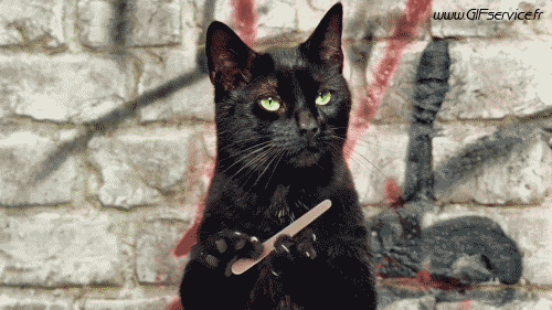 02 Gatos Animales Humor - Fun 