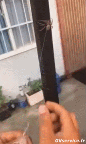 01 Insekten Tiere Humor -  Fun 