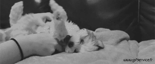 03 Hunde Tiere Humor -  Fun 