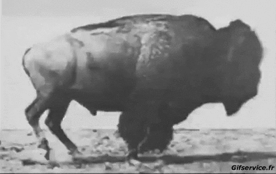 01 Bisons Tiere Humor -  Fun 