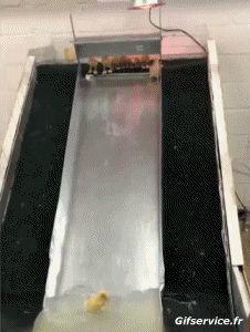 Various Birds Animals Humor -  Fun 