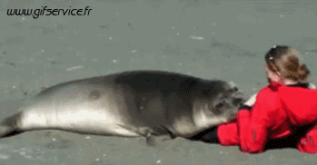 01 Focas lobo marino Animales Humor - Fun 