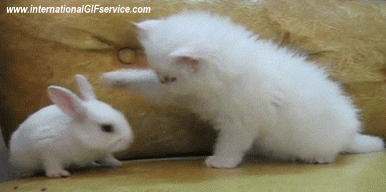 01 Cats Animals Humor -  Fun 