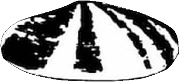 1900-1900 Shell Combustibili - Oli Trasporto 