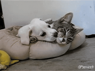 04 Cats Animals Humor -  Fun 