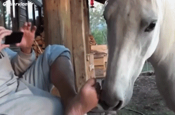 Serie 02 Caballos Animales Humor - Fun 