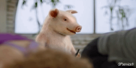 Serie 01 Cochons Sangliers Animaux Humour - Fun 