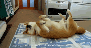 Serie 03 Chiens Animaux Humour - Fun 