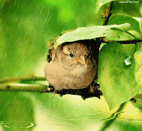 Sparrows Birds Animals Humor -  Fun 