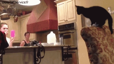 03 Cats Animals Humor -  Fun 