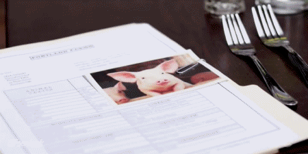 01 Schweine - Wildschweine Tiere Humor -  Fun 