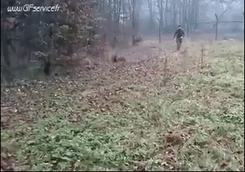 02 Perros Animales Humor - Fun 