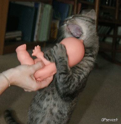 05 Gatti Animali Umorismo -  Fun 