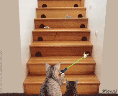 04 Katze Tiere Humor -  Fun 