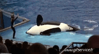 01 Killer whales Animals Humor -  Fun 