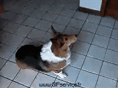 Serie 03 Chiens Animaux Humour - Fun 