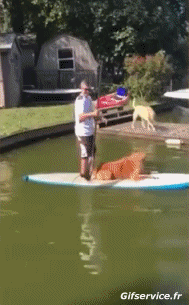 Caídas - Fail Paddle Deportes Humor - Fun 