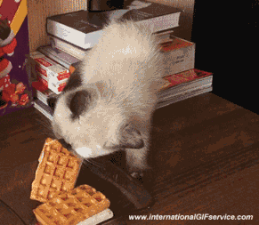 01 Gatos Animales Humor - Fun 