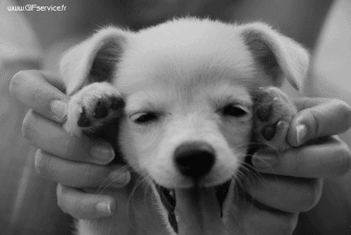 03 Dogs Animals Humor -  Fun 