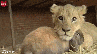 01 Leones Animales Humor - Fun 