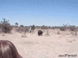 01 Ippopotami Animali Umorismo -  Fun 