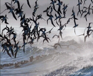 Divers 02 Oiseaux Animaux Humour - Fun 