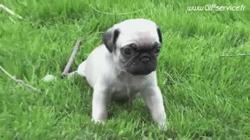 01 Dogs Animals Humor -  Fun 