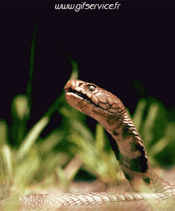 01 Serpientes Animales Humor - Fun 