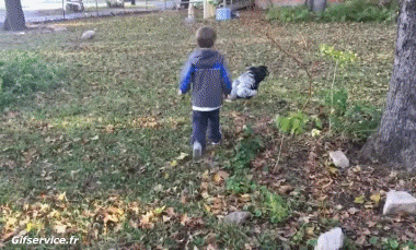 Coqs - Poules Oiseaux Animaux Humour - Fun 