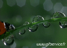 01 Insectos Animales Humor - Fun 