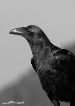 Vari 02 Uccelli Animali Umorismo -  Fun 